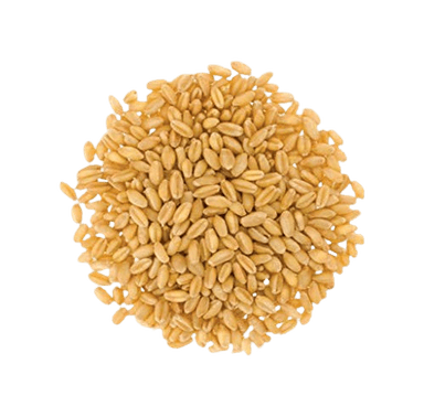 Wheat